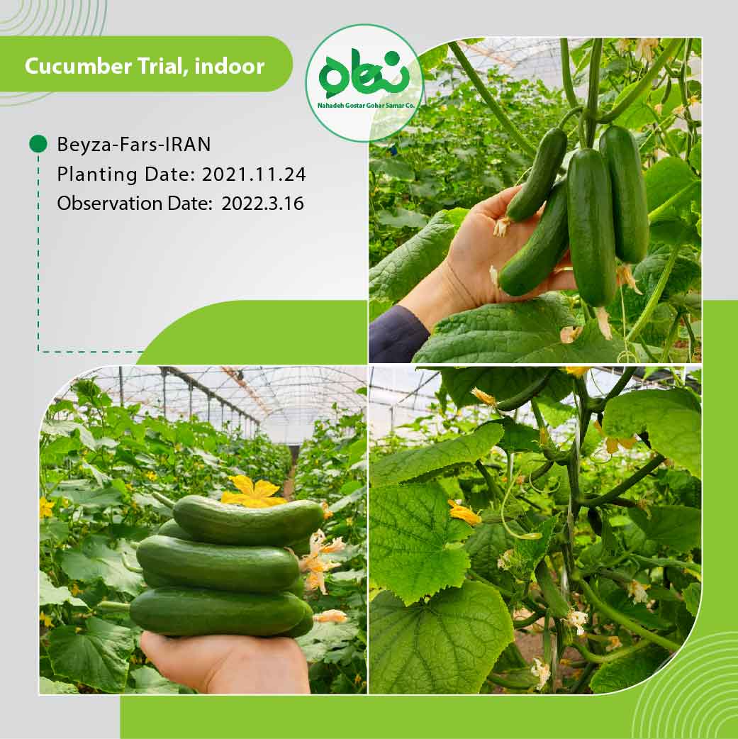 Cucumber Trial indoor(1)